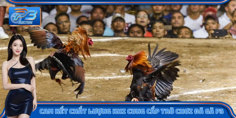 Cam kết chất lượng khi cung cấp trò chơi đá gà P3 