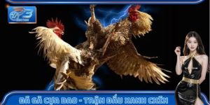 đá gà cựa dao