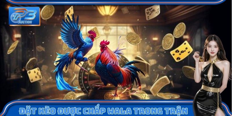 Đặt kèo được chấp Wala trong trận đá gà cựa dao
